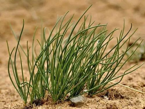 野生沙葱成了重点保护植物?别急着吐槽,这事儿真不简单 野生沙葱成了重点保护植物?别急着吐槽,这事儿真不简单